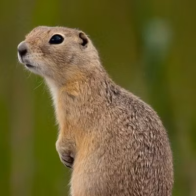 Ông Joshua Herman cho hay cuộc chiến đấu với sóc đất giống như "một người đứng trước một cơn bão lớn". Nếu ông đặt bẫy nhưng hàng xóm không làm thì về lâu dài, việc kiểm soát sóc đất sẽ không đạt được kết quả như mong muốn. Ảnh: abmi.ca.