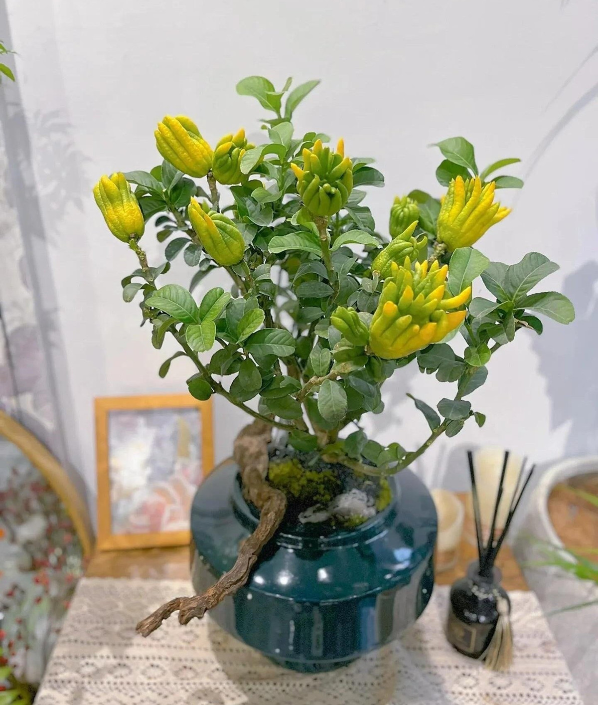 View - Nhà giàu mê mẩn 4 cây cảnh may mắn, thanh lọc không khí | Báo Tri thức và Cuộc sống - TIN TỨC PHỔ BIẾN KIẾN THỨC 24H