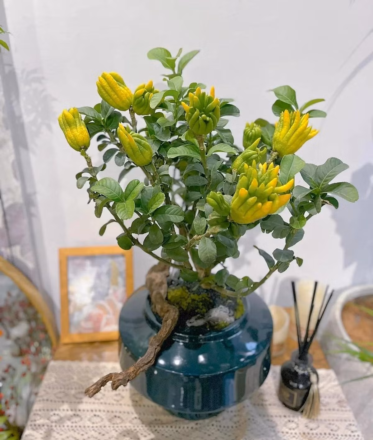 Bạn trồng cây cảnh này càng lâu thì hương thơm càng nồng nàn và việc hấp thụ chất ô nhiễm càng tốt. Ảnh minh họa Toutiao