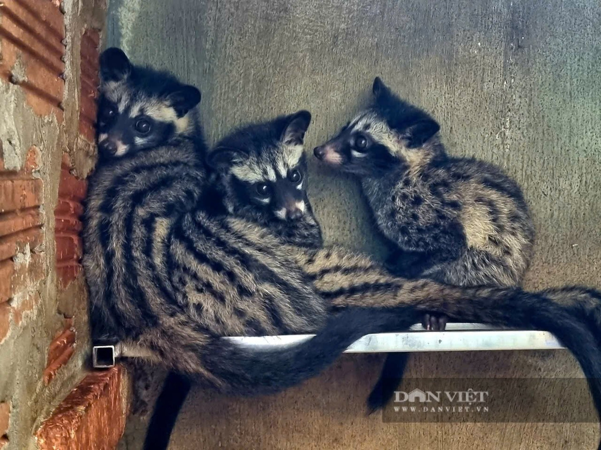 Các cá thể cầy vòi hương có tập tính kiếm ăn đơn độc, chỉ gặp nhau vào mùa sinh sản. Ban ngày, chúng thường ở trong các hang hốc, kẽ đá và ban đêm mới ra ngoài đi kiếm ăn. Thức ăn chủ yếu gồm: các loại quả (hồng xiêm, xoài, chôm chôm) và các động vật nhỏ như chim, chuột, rắn... Ảnh: Dân Việt.