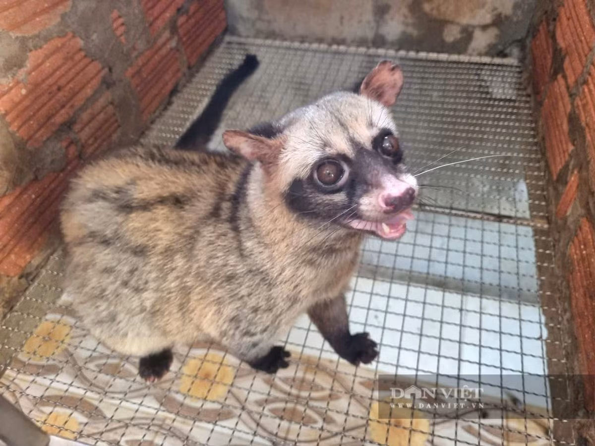 Cầy vòi hương (hay còn gọi cầy vòi, chồn hương, cầy hương) có tên khoa học là Paradoxurus hermaphroditus. Loài này thuộc danh mục động vật rừng nguy cấp, quý, hiếm nhóm IIB, nhóm nguy cấp, quý hiếm theo Nghị định 06/2019/NĐ-CP. Ảnh: Dân Việt.