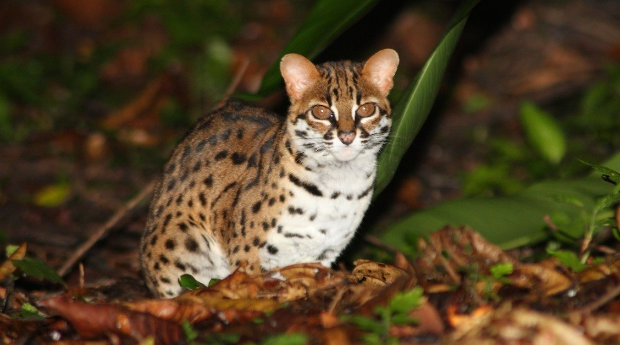 Mèo rừng có tên khoa học là Prionailurus bengalensis. Loài này thuộc nhóm IIB trong danh mục động vật rừng nguy cấp quý hiếm. Với kích thước tương đương mèo nhà, mỗi cá thể mèo rừng khi trưởng thành dài khoảng 60 cm, nặng từ 2 - 5 kg và đuôi dài đến 55 cm. Ảnh: Tarsier.