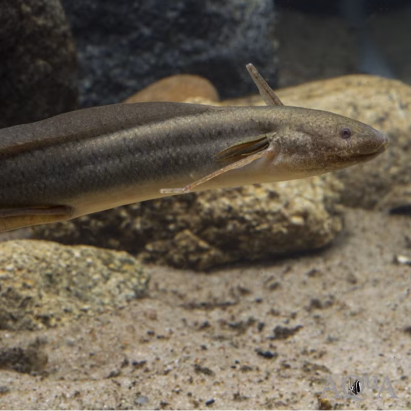 Khi mùa mưa đến và các dòng sông đầy nước trở lại, cá phổi châu Phi sẽ phá vỡ lớp "kén sinh học" để ra bên ngoài, bài tiết chất thải đã tích tụ trong suốt thời gian "ngủ hè". Ảnh: aqua-imports.com.