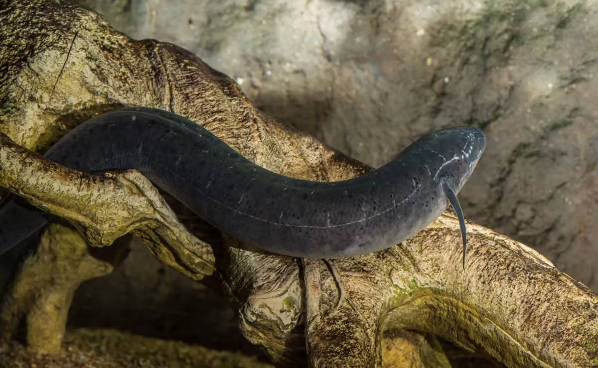 Còn được gọi là "hóa thạch sống", cá phổi châu Phi xuất hiện cách đây khoảng 390 triệu năm. Biệt danh "hóa thạch sống" xuất phát từ việc loài cá này giữ lại nhiều đặc điểm nguyên thủy. Ảnh: oregonzoo.org.