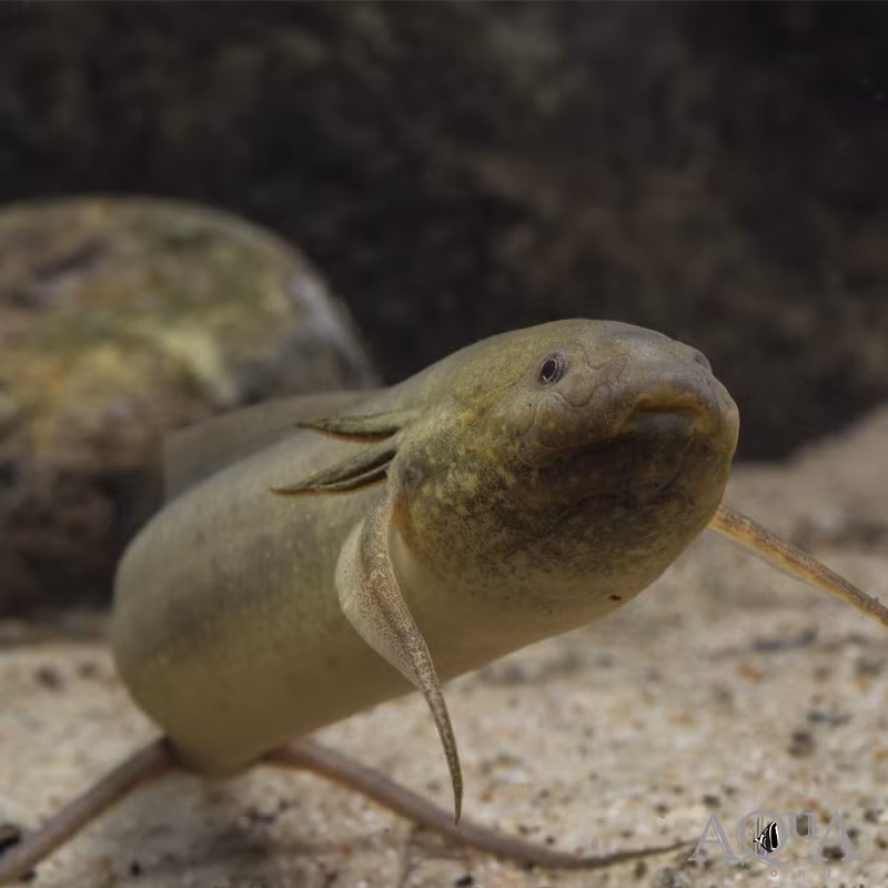 Sau khi chất nhầy khô lại, nó tạo thành một lớp "kén sinh học" cực kỳ chắc chắn và chống nước. Điều này giúp cá phổi châu Phi tạm dừng mọi hoạt động sinh lý, còn được gọi là "ngủ hè", tương tự ngủ đông ở một số loài động vật sinh sống ở vùng đất lạnh giá. Ảnh: aqua-imports.com.