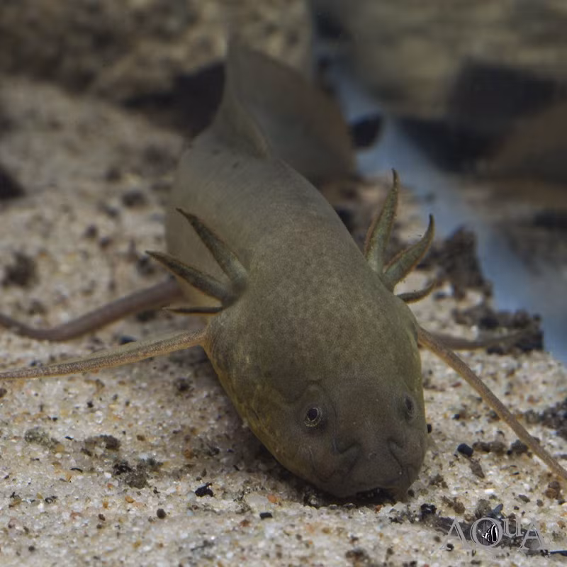 Sau khoảng 10 ngày, các cơ quan nội tạng của cá phổi châu Phi sẽ trở lại hoạt động như bình thường. Chúng bơi lội và săn mồi như nhiều loài cá khác. Ảnh: aqua-imports.com.