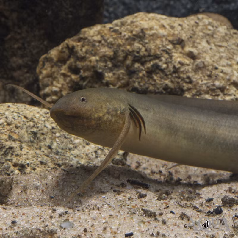 Cá phổi châu Phi có thể ở trong trạng thái "ngủ hè" khoảng 4 - 5 năm mà không cần nước, thức ăn mà cơ thể không suy kiệt. Ảnh: aqua-imports.com.