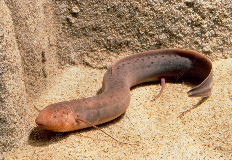 Những đặc điểm nổi bật của cá phổi châu Phi: có hình dáng giống lươn, lớp da lốm đốm màu nâu - ô liu và sở hữu cả mang cùng 2 lá phổi. Ảnh: TOM MCHUGH / SCIENCE PHOTO LIBRARY.