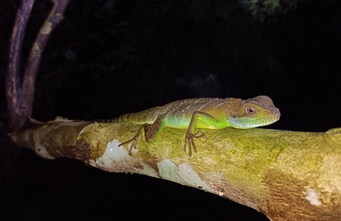 View - Sửng sốt phát hiện loài ếch 'lạ' trong rừng sâu Thanh Hóa | Báo Tri thức và Cuộc sống - TIN TỨC PHỔ BIẾN KIẾN THỨC 24H