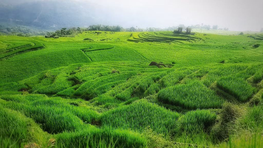 Ngoài ra, Khu bảo tồn thiên nhiên Pù Luông ghi thêm 30 loài lần đầu tìm thấy bao gồm: cóc mày Nam Đông, cá cóc hoa văn Pasmans, trăn đất, rắn hổ chúa, rùa đầu to, rùa núi viền… Ảnh: vietnamtourism.gov.vn.