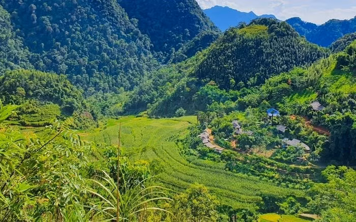 Các loài được tìm thấy chủ yếu trong các khu rừng thứ sinh ít bị tác động, nơi còn giữ được độ ẩm, thảm lá và môi trường sống phù hợp. Ảnh: thiennhienmoitruong.vn.