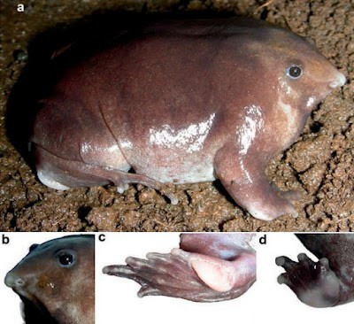 View - Phát hiện loài ếch mũi lợn, da trơn bóng tím biếc độc lạ | Báo Tri thức và Cuộc sống - TIN TỨC PHỔ BIẾN KIẾN THỨC 24H