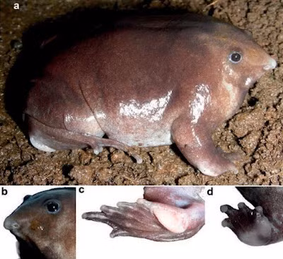 Cá thể ếch tím của Bhupathy có lớp da bóng, màu tím. Chúng còn được gọi là "ếch mũi lợn" bởi chiếc mũi kỳ lạ giống như mũi lợn. Ảnh: amphibiaweb.org.