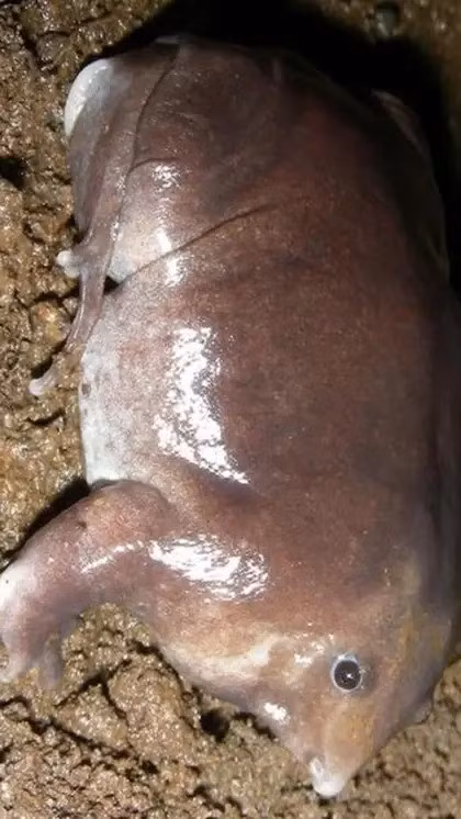 Sau giai đoạn ấu trùng sống trên các vách đá, ếch tím của Bhupathy khi đến tuổi trưởng thành sẽ xuống lòng đất sinh sống. Ảnh: Getty Images.