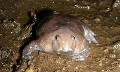 View - Phát hiện loài ếch mũi lợn, da trơn bóng tím biếc độc lạ | Báo Tri thức và Cuộc sống - TIN TỨC PHỔ BIẾN KIẾN THỨC 24H