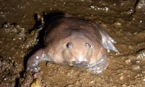 Theo các chuyên gia, ếch tím của Bhupathy được đặt theo tên của bác sỹ Subramaniam Bhupathy - nhà sinh vật học thiệt mạng ở Tây Ghats năm 2014. Ảnh: Natgeo.