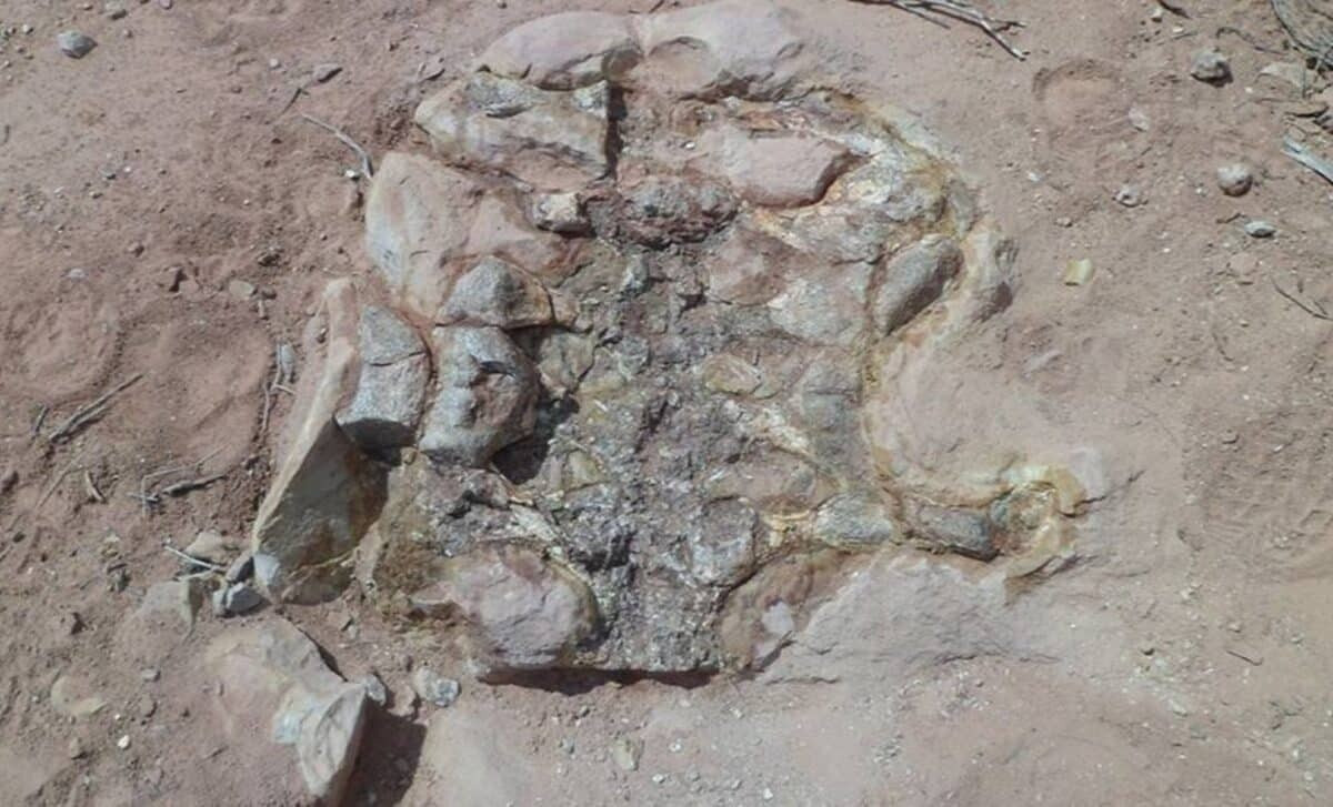 Mặc dù có kích cỡ khủng nhưng Yeneen houssayi vẫn khá bé nhỏ so với các loài khác trong nhánh khủng long chân thằn lằn Titanosauria. Ảnh: gentileza investigador.