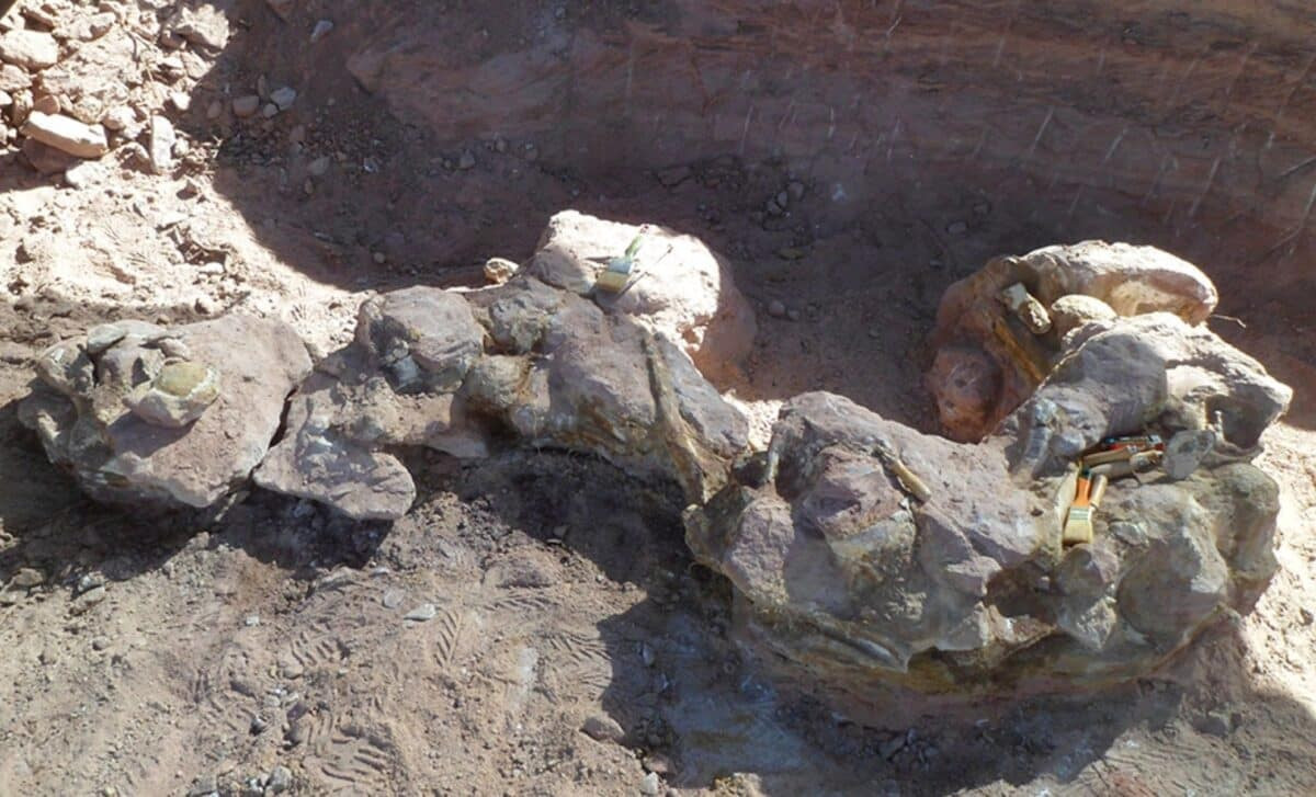 Tiến sĩ Leonardo Filippi, nhà cổ sinh vật học tại Hội đồng Nghiên cứu Khoa học và kỹ thuật quốc gia Argentina (CONICET) và Bảo tàng TP Argentino Urquiza (Tây Ban Nha), cho biết Yeneen houssayi có tỉ lệ đầu nhỏ so với thân hình. Ảnh: gentileza investigador.