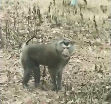 Trước đó, một số địa phương ghi nhận các vụ khỉ đi vào khu dân cư và tấn công người dân. Trong số này, ngày 29/12/2025, ông Hoàng Văn Tới bị khỉ tấn công khi đang làm nương, phải nhập viện điều trị. Trước đó, trong các ngày 24 và 26/12, ông Hoàng Văn Pảo và anh Hoàng Văn Phóng cũng bị cá thể này gây thương tích. Ảnh: CQCC.