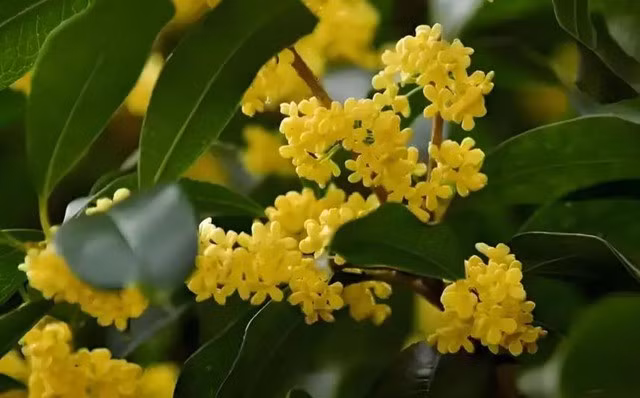 2. Cây hoa quế: Chữ “quế” đồng âm với “quý”, nên cây hoa quế được xem là biểu tượng thu hút quý nhân. Khi nở, cây phủ đầy những bông hoa vàng nhỏ xinh, xen kẽ với lá xanh, tạo nên vẻ đẹp lạ thường. Không chỉ vậy, hương thơm nồng nàn của hoa quế còn lan tỏa xa, khiến bất kỳ ai cũng muốn ghé thăm.