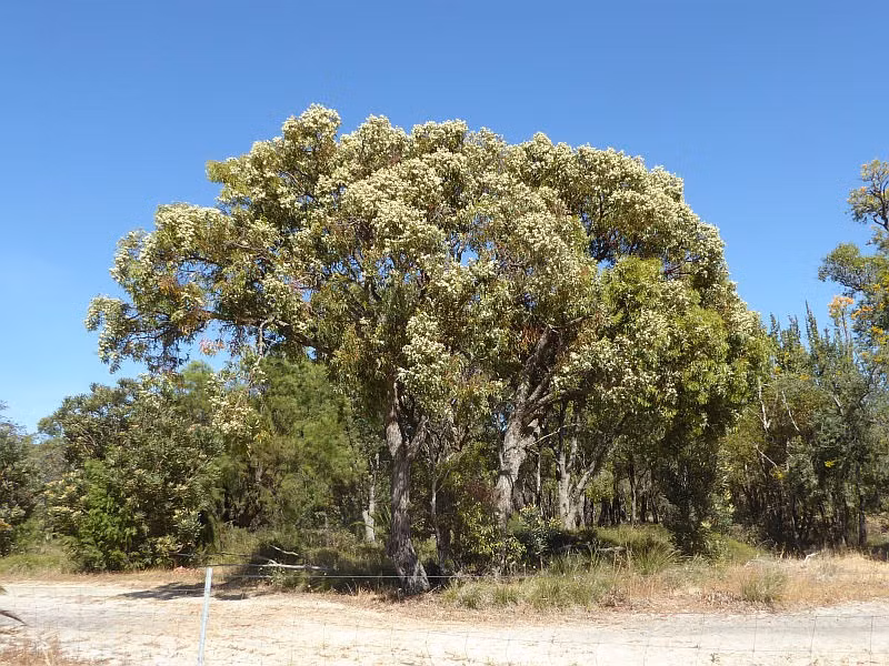 Đến năm 2019, công ty Marmota tìm được vàng ở Nam Australia nhờ phương pháp sử dụng cây để phát hiện khoáng chất dưới lòng đất. Công ty này phát hiện mạch vàng dày 6m, chứa 3,4 gram vàng mỗi tấn, nằm ở độ sâu khoảng 44m. Ảnh: friendsofqueensparkbushland.org.au.