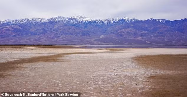 Tuy nhiên, vào tuần trước, Cục Công viên Quốc gia (NPS) cho biết khu vực Vườn quốc gia Thung lũng Chết đã trải qua mùa Thu ẩm ướt nhất trong lịch sử khi nhận được lượng mưa lớn. Nhờ đó, hồ Manly xuất hiện trở lại sau nhiều thập kỷ biến mất. Ảnh: Savanna M.Sanford/National Park Service.