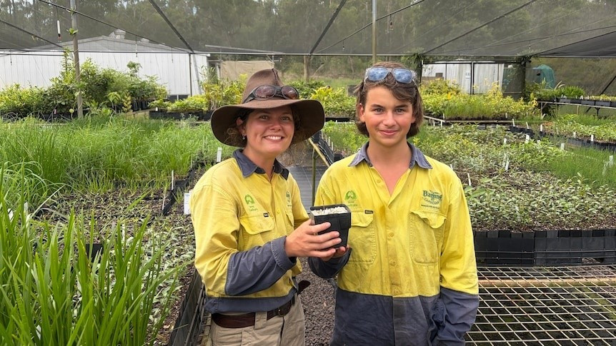 Một giải pháp khác là sử dụng thuốc diệt nấm để giữ cho "cây thây ma" ở những khu vực bị nhiễm bệnh sống sót đủ lâu để cây cho ra hạt giống. Sau đó, các nhà khoa học có thể xác định được những cây con có khả năng chống chịu tốt hơn với bệnh gỉ sắt trên cây sim. Trong trường hợp tốt nhất, những cây khỏe mạnh hơn đó có thể được đưa trở lại rừng trong tương lai. Ảnh: Barung Landcare.