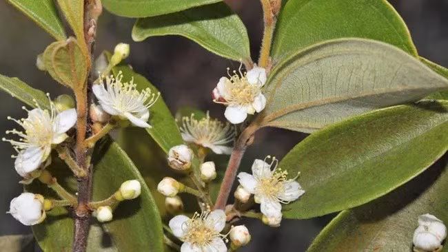 Các nhà khoa học ở Australia đang khẩn trương tìm kiếm giải pháp để cứu loài cây Rhodamnia zombi, hay còn gọi "cây thây ma", trước khi nó biến mất khỏi các khu rừng mưa nhiệt đới tại Queensland. Ảnh: The University of Queensland.