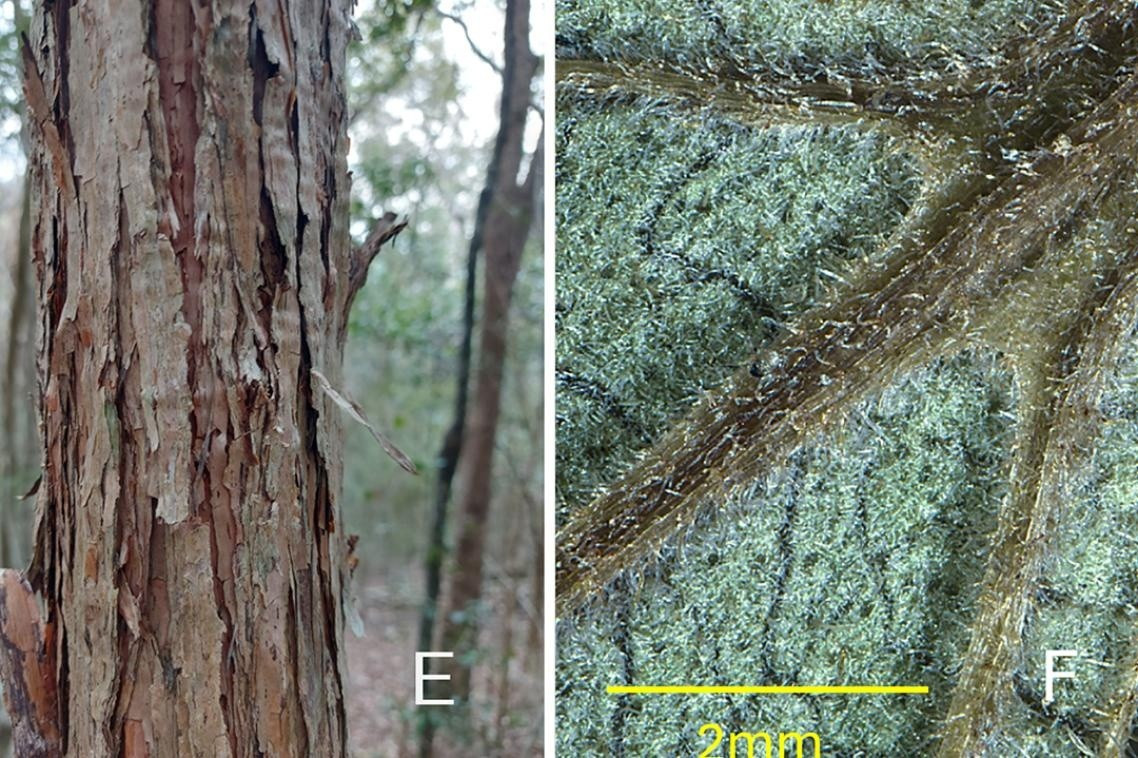 Tác giả chính của nghiên cứu Rod Fensham và là giáo sư tại Trường Môi trường thuộc Đại học Queensland, cho biết bệnh gỉ sắt trên cây sim lây lan mạnh trong điều kiện môi trường ẩm ướt, không quá lạnh. Ảnh: The University of Queensland.