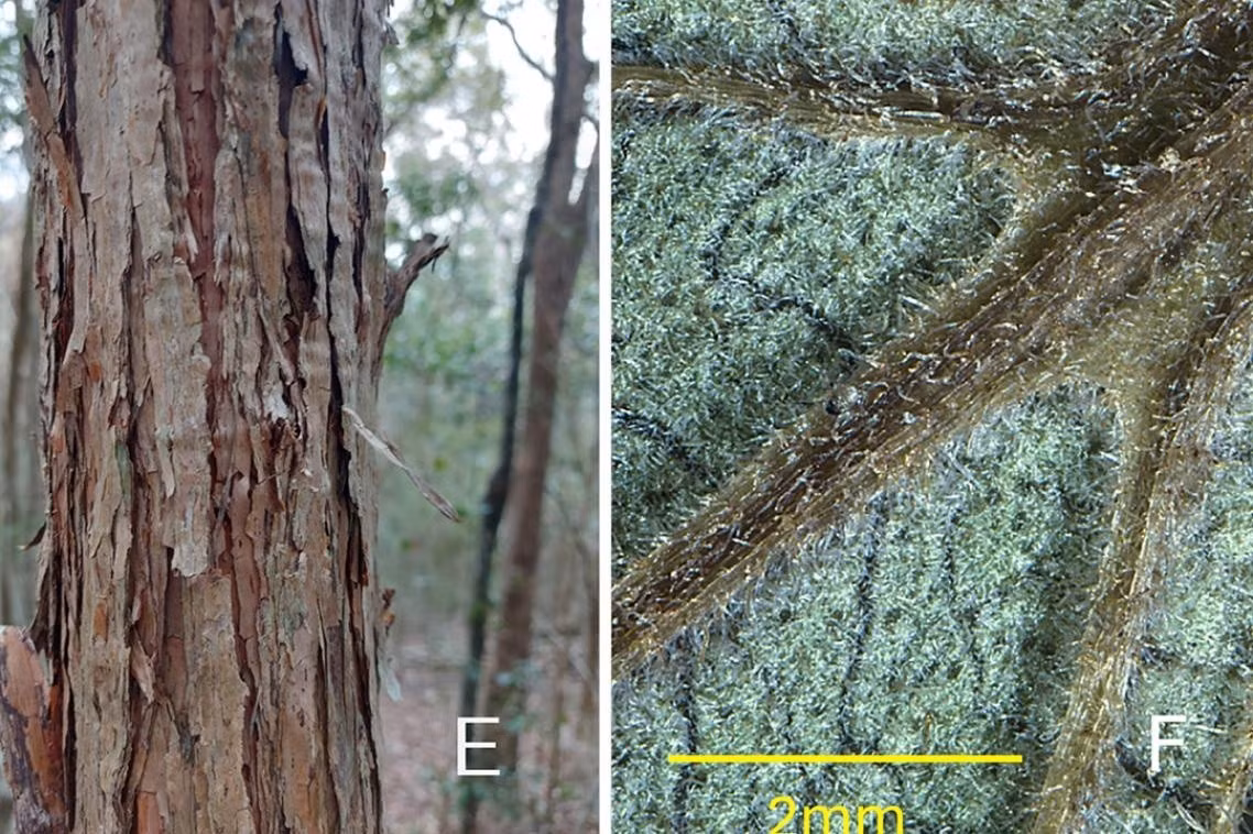 Tác giả chính của nghiên cứu Rod Fensham và là giáo sư tại Trường Môi trường thuộc Đại học Queensland, cho biết bệnh gỉ sắt trên cây sim lây lan mạnh trong điều kiện môi trường ẩm ướt, không quá lạnh. Ảnh: The University of Queensland.