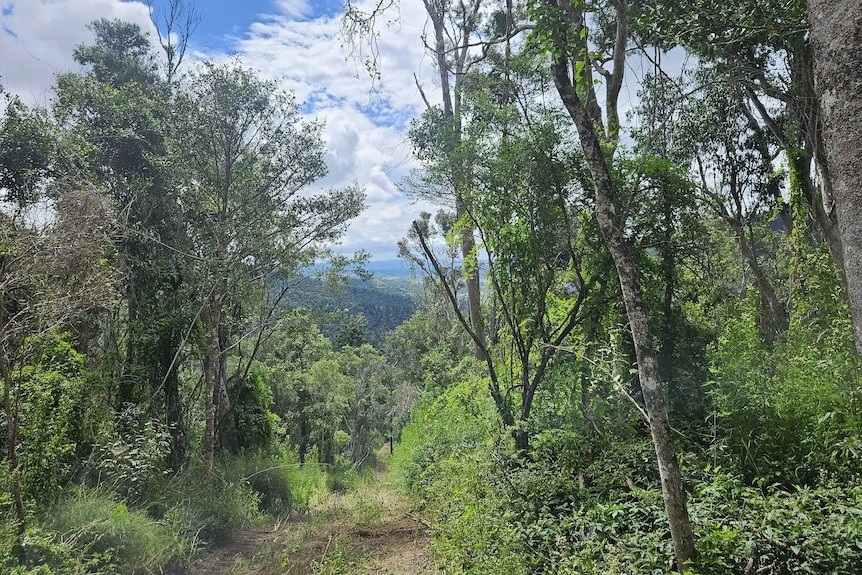 Bệnh gỉ sắt trên cây sim thường do nấm Austropuccinia psidii gây ra, lần đầu tiên được phát hiện ở Hawaii vào năm 2005 và ở Australia vào năm 2010. Kể từ đó, bào tử của nấm Austropuccinia psidii đã lan rộng nhờ gió, chim, người, máy móc và côn trùng. Ảnh: Dean Orrick.