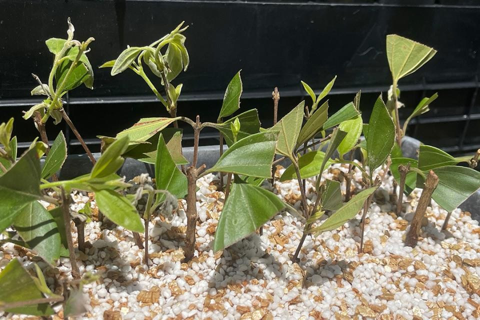 Trước tình hình này, các nhà khoa học đang "chạy đua" với thời gian, thực hiện các giải pháp nhằm giúp loài cây Rhodamnia zombi tránh khỏi nguy cơ tuyệt chủng. Trong số này, họ tiến hành nhân giống bằng cách giâm cành từ những cây khỏe mạnh rồi có thể trồng chúng trong vườn ươm, chuyển đến những khu vực an toàn hơn, nơi có khí hậu ít thuận lợi cho bệnh gỉ sắt trên cây sim lây lan. Ảnh: Milo Bateman.