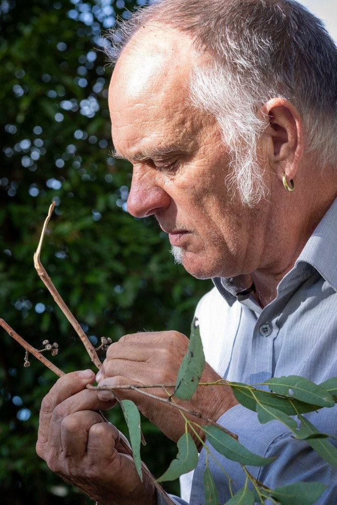 Thông qua các khảo sát, nhóm nghiên cứu phát hiện khoảng 10% trong số các quần thể hoang dã đã biết của loài cây Rhodamnia zombi đã chết và những cây bị nhiễm bệnh còn lại không còn khả năng ra hoa hoặc kết trái nữa. Ảnh: The University of Queensland.