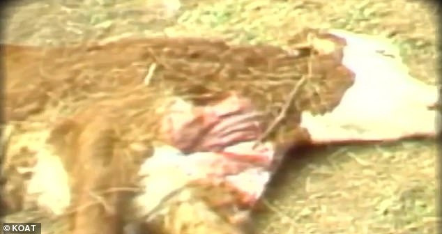 Không những vậy, một số người dân địa phương còn chụp ảnh những vật thể kỳ lạ xung quanh núi cũng như cảnh tượng bò bị cắt xẻo không rõ nguyên nhân ở những cánh đồng gần đó vào những năm 1970. Ảnh: KOAT.