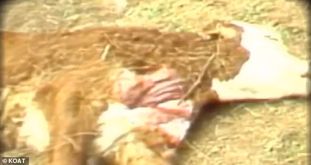 Không những vậy, một số người dân địa phương còn chụp ảnh những vật thể kỳ lạ xung quanh núi cũng như cảnh tượng bò bị cắt xẻo không rõ nguyên nhân ở những cánh đồng gần đó vào những năm 1970. Ảnh: KOAT.