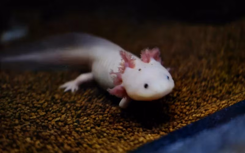 Sự phân bố nồng độ axit retinoic theo trục chi - cao ở gốc, thấp dần về đầu - tạo thành một "tọa độ sinh học" giúp chỉ đạo quá trình xây dựng lại cấu trúc chi chính xác như cũ. Trong quá trình trên, enzyme CYP26B1 đóng vai trò then chốt. Nó giúp phân hủy axit retinoic và điều chỉnh gradient nồng độ của chất này. Ảnh: Unsplash.com.