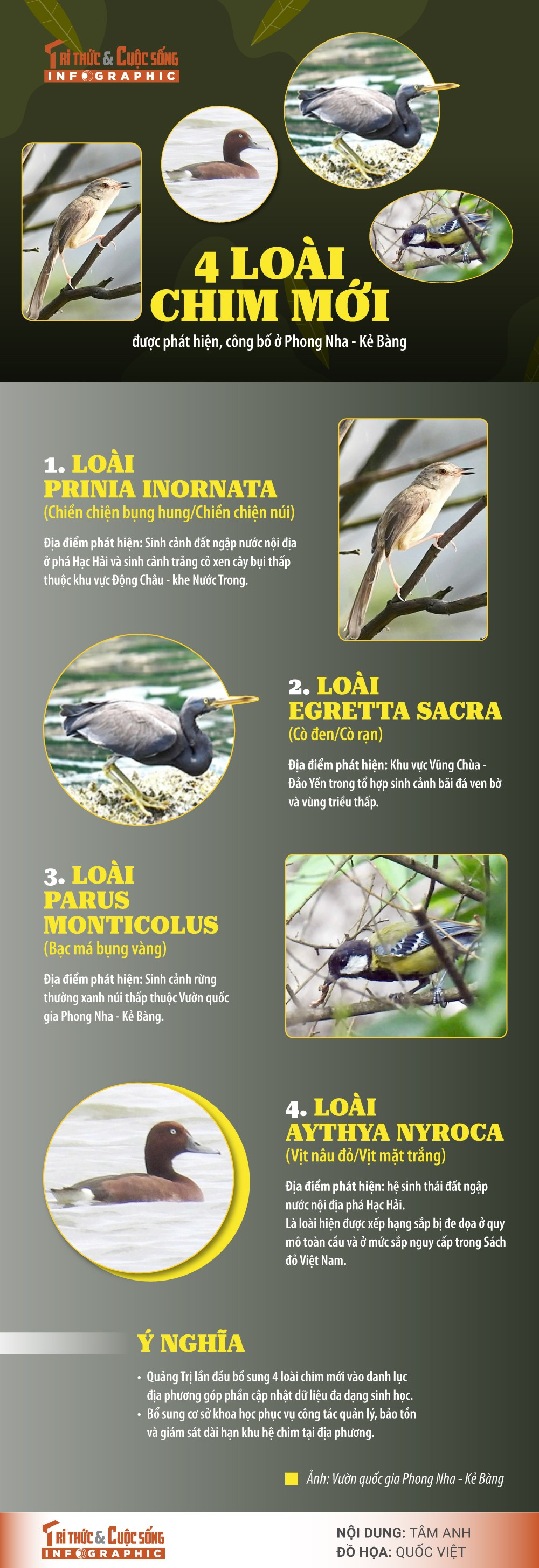 4-loai-chim-moi.jpg