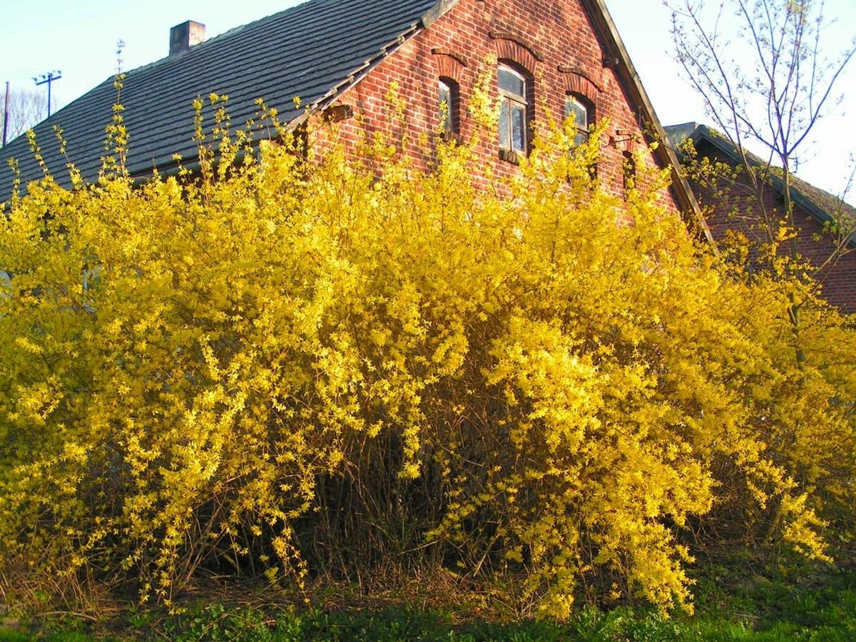 View - Sở hữu cây cảnh vàng tuyệt đẹp, gia chủ chạm tay tới giàu sang | Báo Tri thức và Cuộc sống - TIN TỨC PHỔ BIẾN KIẾN THỨC 24H