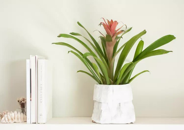 Cây hợp không gian sáng dịu, không cần tưới nhiều vì lõi lá giữ nước tốt. Nhớ lau bụi trên lá để màu đỏ luôn nổi bật. Sắc đỏ tạo điểm nhấn thị giác, kéo ánh nhìn vào tài vị, từ đó khuếch tán cảm giác ấm áp và tươi mới cho cả phòng.