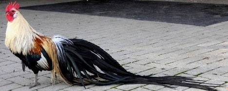 Không những vậy, gà Onagadori còn có bộ lông vũ bắt mắt với nhiều màu sắc khác nhau như trắng, trắng - đen... Con trưởng thành có giá dao động từ vài triệu cho đến hàng chục triệu đồng. Thậm chí, một số con gà Onagadori có giá cả trăm triệu đồng. Ảnh: pipanews.com.