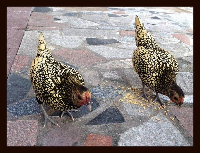 Giống gà vảy cá có giá khá cao. Để sở hữu một con gà vảy cá, nhiều người sẵn sàng trả từ 6 - 7 triệu đồng, thậm chí cả chục triệu đồng. Ảnh: Người lao động.