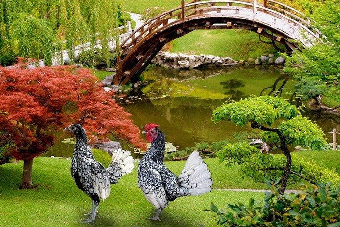 Gà vảy cá có nguồn gốc từ nước Anh và thường được nuôi để làm gà cảnh. Chúng có đặc điểm nổi bật là những chiếc lông tròn trịa, có viền đen bao quanh, trông rất giống vảy cá. Ảnh: Người lao động.