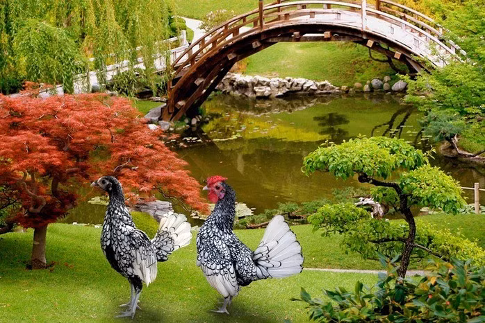 Gà vảy cá có nguồn gốc từ nước Anh và thường được nuôi để làm gà cảnh. Chúng có đặc điểm nổi bật là những chiếc lông tròn trịa, có viền đen bao quanh, trông rất giống vảy cá. Ảnh: Người lao động.