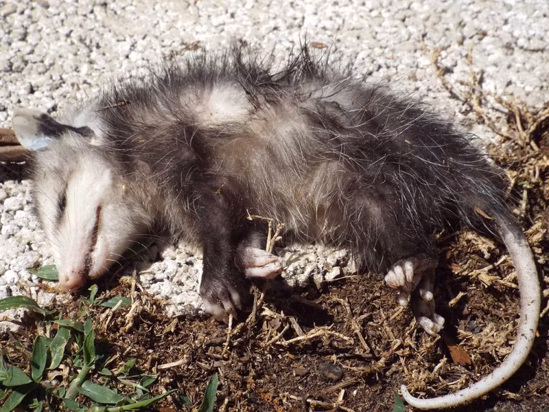 Nhiều loài Opossum lớn miễn nhiễm với nọc độc của rắn đuôi chuông, rắn lục và chúng thường ăn những con mồi của con rắn này. Sự thích nghi tương tự được thấy ở các động vật có vú săn mồi nhỏ khác như cầy mangut và nhím.