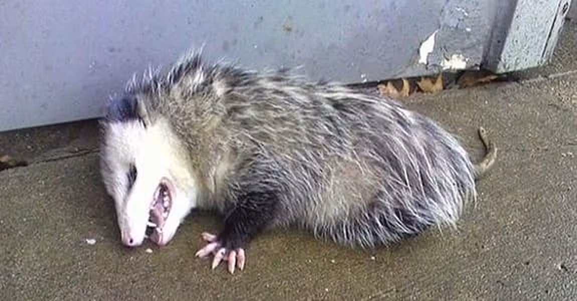 Chúng sẽ tự đưa mình vào trạng thái hôn mê đến mức không hề phản ứng lại bất cứ kích thích nào từ bên ngoài. Trạng thái này có thể kéo dài hàng giờ. Trong quá trình ấy, nhịp tim của chúng giảm còn gần một nửa, nhịp thở còn một phần ba và thân nhiệt giảm hơn nửa độ C.