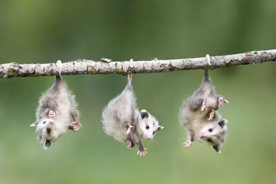 Chồn Opossum, loài thú có túi đặc hữu của châu Mỹ. Khi rơi vào tình thế nguy hiểm hoặc cảm thấy quá sợ hãi, chúng sẽ thực hiện việc giả chết. Khi loài Opossum cảm thấy mình bị đe dọa hoặc trong tình huống nguy hiểm đến tính mạng, chúng sử dụng một chiêu gọi là "Chơi Opossum - Playing Possum", lần này chúng sẽ nằm trên mặt đất, nhắm mắt hoặc nhìn chằm chằm vào khoảng không.