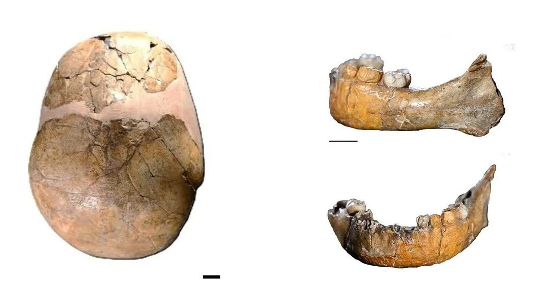Dưới sự chỉ đạo của Giáo sư Israel Hershkovitz từ Đại học Tel Aviv và Anne Dambricourt-Malassé từ Trung tâm Nghiên cứu Khoa học Quốc gia Pháp, nhóm nghiên cứu đã sử dụng công nghệ quét vi mô CT tiên tiến để tạo ra các mô hình 3D chi tiết của hộp sọ và hàm của đứa trẻ trên. Ảnh: Israel Hershkovitz.