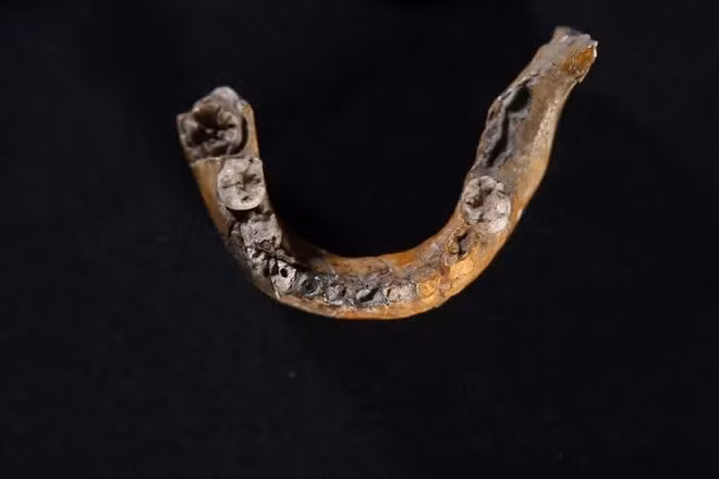 "Các nghiên cứu di truyền trong thập kỷ qua đã chỉ ra rằng, người Neanderthal và người hiện đại đã trao đổi gene. Đến ngày nay, tức khoảng 40.000 năm sau khi người Neanderthal tuyệt chủng, một phần bộ gene của chúng ta - từ 2 - 6% - vẫn có nguồn gốc từ người Neanderthal. Thế nhưng, những trao đổi gene này diễn ra muộn hơn nhiều, từ 60.000 đến 40.000 năm trước", Giáo sư Hershkovitz giải thích. Ảnh: Tel Aviv University.