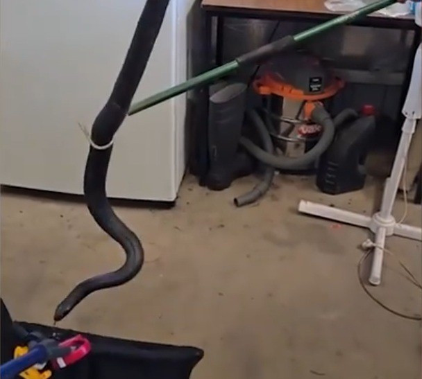 Khi phát hiện rắn đen bụng đỏ bò vào nhà, chủ nhà đã kịp thời thông chuyên gia bắt rắn tới xử lý và tránh được những sự cố đáng tiếc. Ảnh cắt từ clip.
