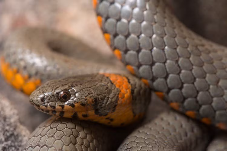 Dựa trên những tính toán này, nhóm nghiên cứu phát hiện trăn anaconda dài trung bình khoảng 5,2m khi chúng lần đầu tiên xuất hiện vào thời kỳ Miocene 12 triệu năm trước - gần bằng chiều dài của trăn Anaconda ngày nay. Ảnh: worldanimalfoundation.org.